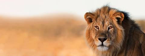 African Lion