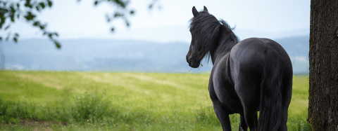 Horse n field 