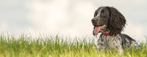 dog laying in grass