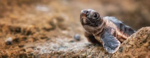 Baby sea turtle
