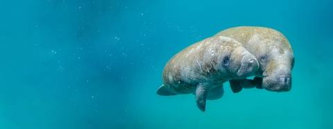 Manatees swimming