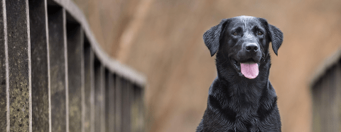 Black Lab
