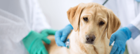 dog at vet