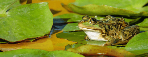 frog