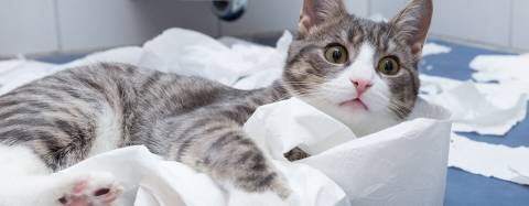 cat
