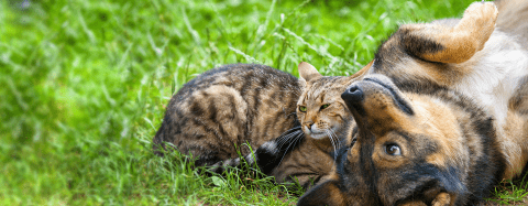 Dog and Cat