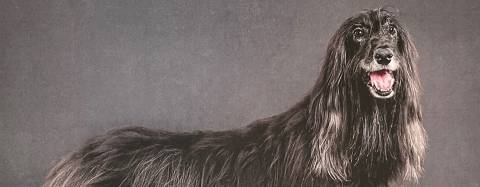 Suzanne's Dog