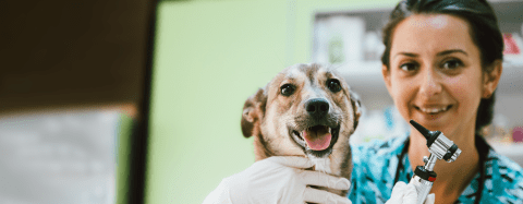 dog and vet