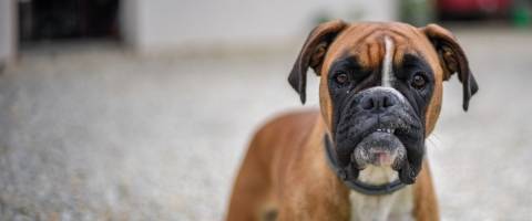 Boxer dog