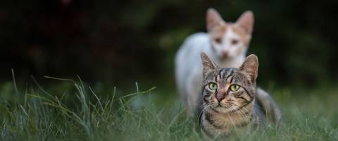 Two cats in the grass; one is white and the other is a brown tabby