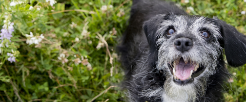 Older dog laying in the grass