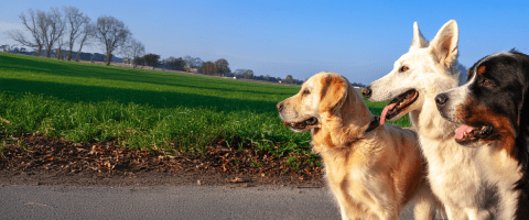 Golden retriever, dog mutt, Bernese mountain dog, dog breeds, history of dog breeds, evolution