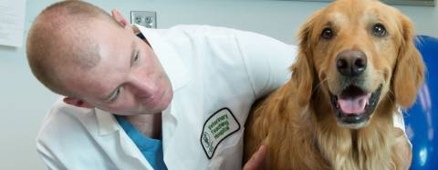 golden retriever being examined by veterinarian