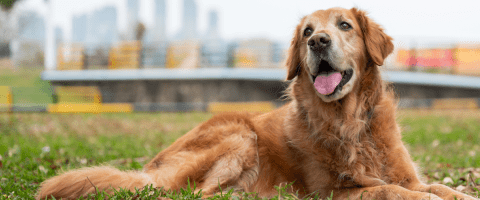 older golden retriever laying in grass sticking out tongue