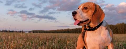 beagle hound mix dog at sunset