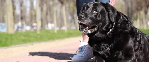 Overweight Labrador retriever outdoors on a leash, looking up toward its owner with mouth open