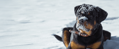 Dog lying in the snow with its face and head dusted in snow, looking slightly to the side.