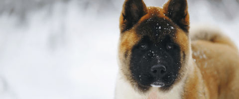 A fluffy dog with a dark face stands in a snowy landscape with small snowflakes on its fur.