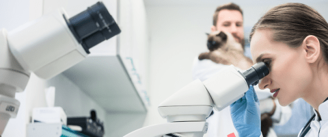 A researcher looks into a microscope in a veterinary lab while another person in the background holds a cat.