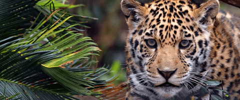 Young leopard standing among green foliage, looking directly at the camera in a natural forest setting.