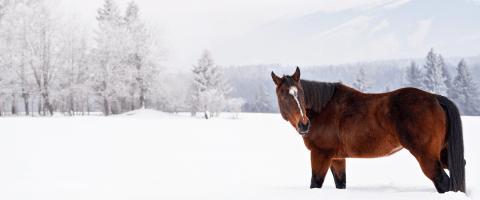 A brown horse standing in a snowy field with frost-covered trees and mountains in the background.