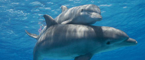 A close-up, underwater view of two bottlenose dolphins swimming together in clear blue ocean water, showing their faces and dorsal fins as sunlight ripples across their bodies.