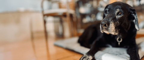 A senior black Labrador Retriever rests on a cushion indoors, looking gently toward the camera with a graying muzzle.