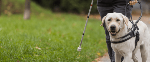 A yellow Labrador Retriever wearing a guide dog harness walks alongside a person using a white cane on a paved path.