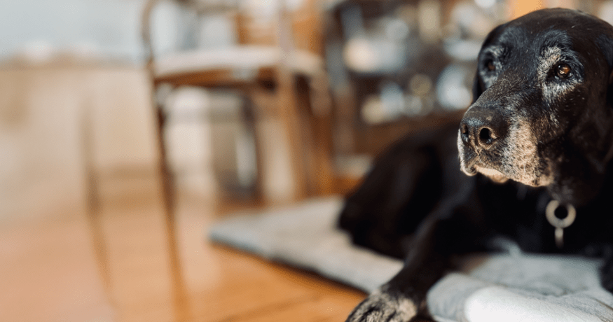 A senior black Labrador Retriever rests on a cushion indoors, looking gently toward the camera with a graying muzzle.
