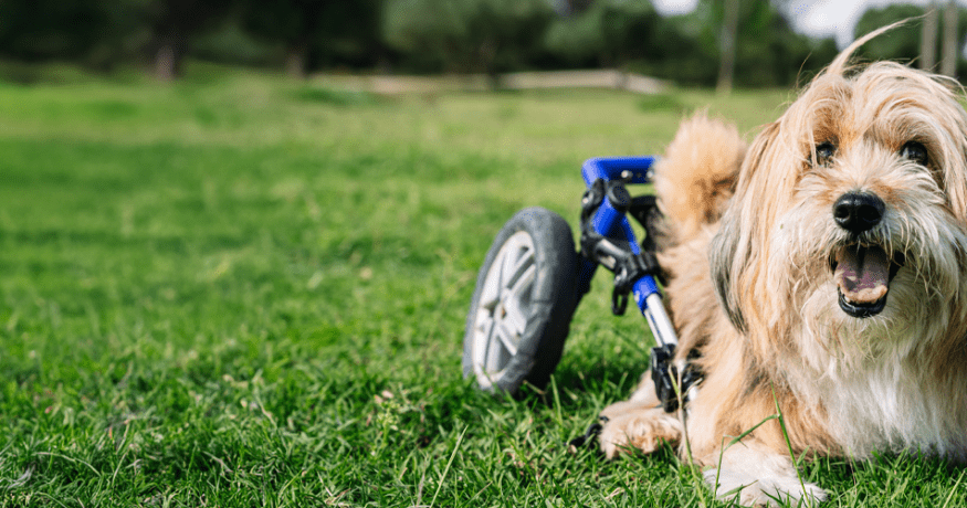 A small, long-haired golden dog lies on a sunny green lawn, mouth open in a joyful expression. A blue adaptive wheelchair is positioned behind the dog, suggesting the animal uses it for mobility assistance.