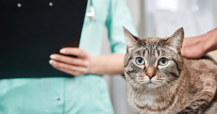 A tabby cat with blue eyes at a veterinary exam, being assessed by a vet holding a clipboard.