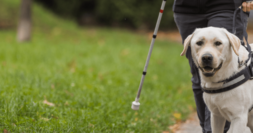 A yellow Labrador Retriever wearing a guide dog harness walks alongside a person using a white cane on a paved path.
