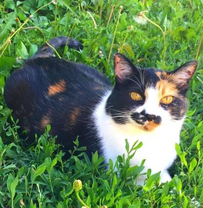 Monster Kitty Profile Image