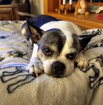 Gracie Girl Profile Image