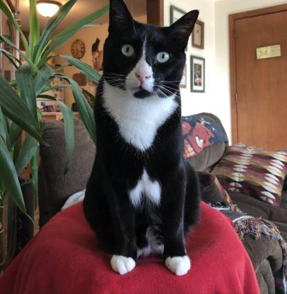 Domino Profile Image