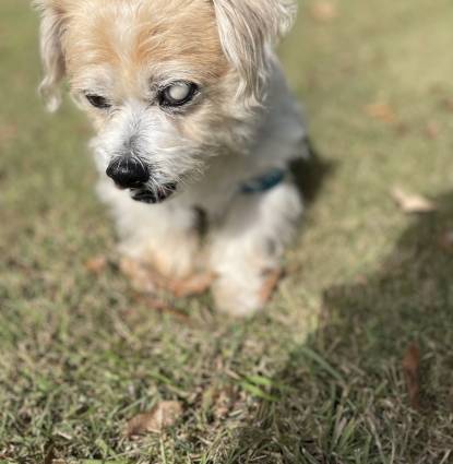Gizmo Profile Image