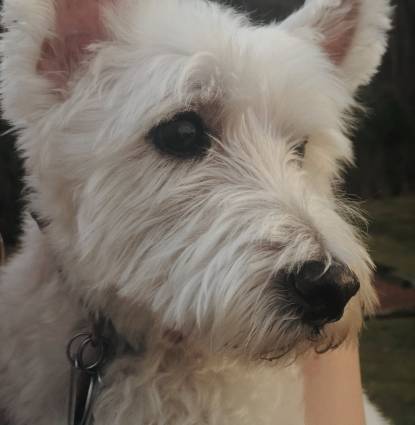 Toby Profile Image