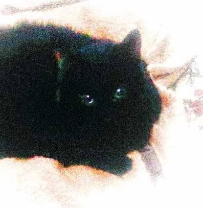 Midnight  Profile Image