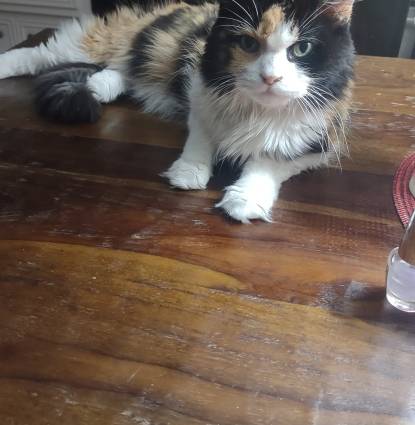 Macy Profile Image