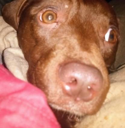 Hershey Brownie  Profile Image