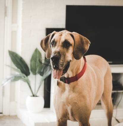 Odie Profile Image