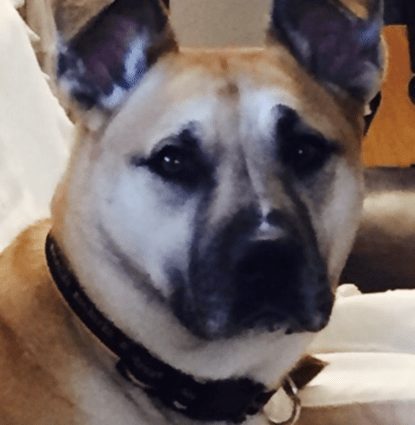Shelby  Profile Image