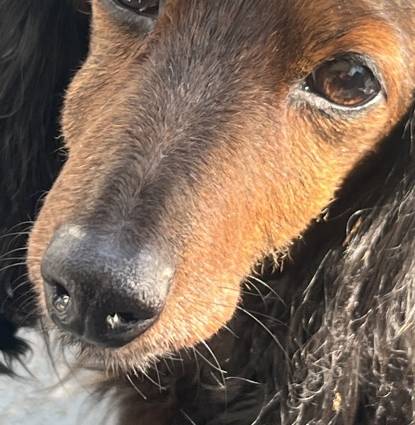 Frenchie  Profile Image
