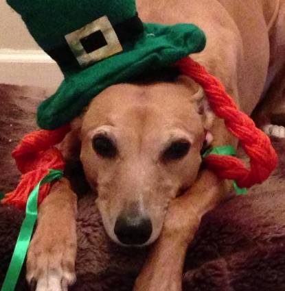 Irish Profile Image