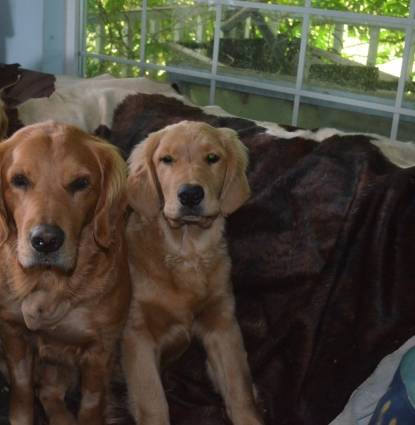 GingerSnap with Josey and baby Abby