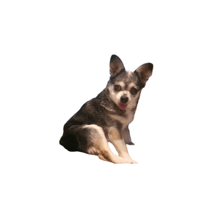 TinkerBelle Profile Image