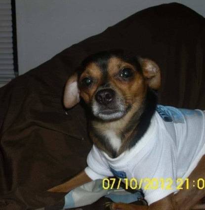 Harley Joe Golly Profile Image