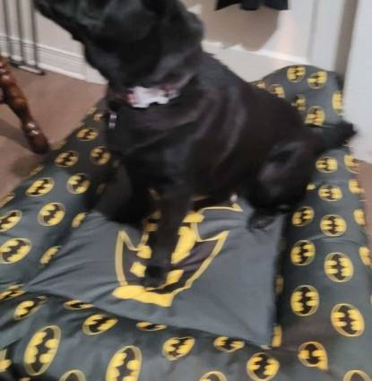Bella Profile Image