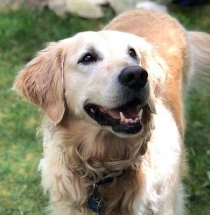 Sunny SuperDog 2012 - 2024 Profile Image