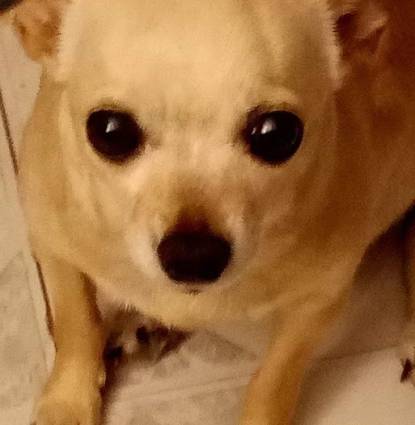 Tinkerbell Profile Image